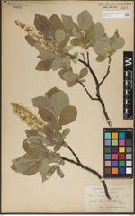 Foto von Salix lanata L.